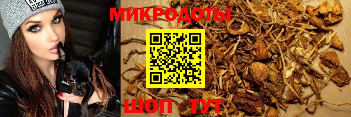 Галлюциногенные грибы Psilocybine cubensis Гагарин